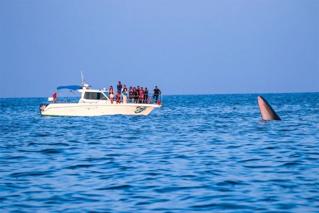 去涠洲岛怎么观鲸?官方指南来了→