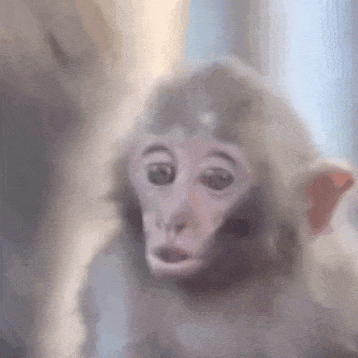 表情包丨全是动图