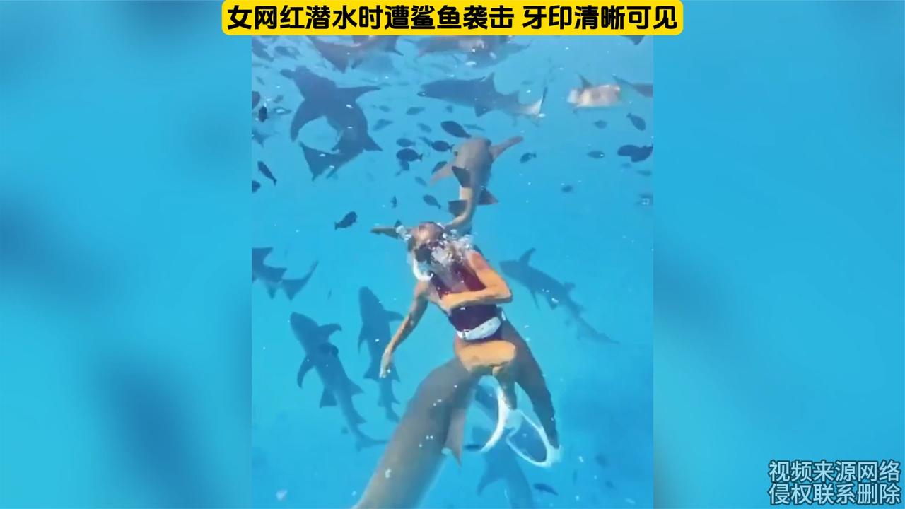 女网红潜水时遭鲨鱼袭击,牙印清晰可见