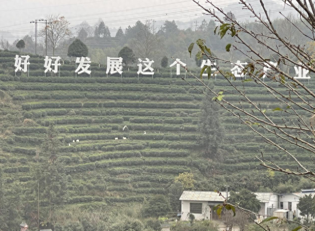 景宁畲族自治县澄照乡三石村马岭头茶叶基地。刘军国摄