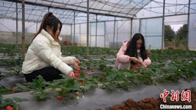 游客正在采摘草莓。肖兴康 摄