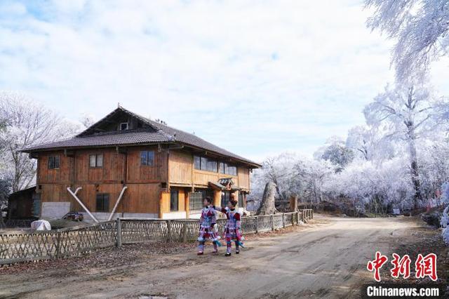 图为当地苗族少女在摩天岭散步观赏雪景。梁强 摄