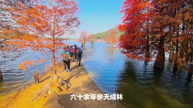 浙江省绍兴市上虞区永和镇新岙村的麻岙自然村旁边…|麻岙水库|水库|池杉|红变|景点_新浪新闻