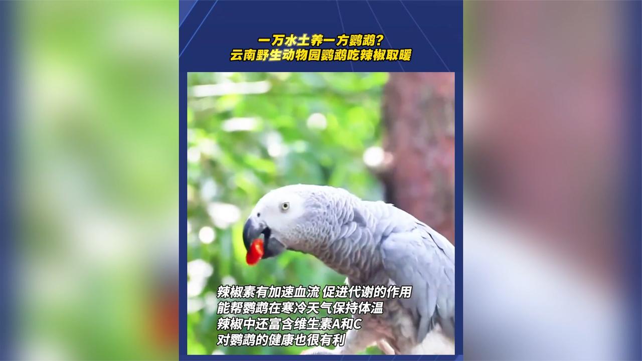 一万水土养一方鹦鹉,云南野生动物园鹦鹉吃辣椒取暖
