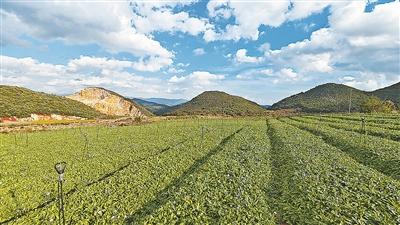 上新民村的灯盏花规范化种植基地。本报记者 王美华摄