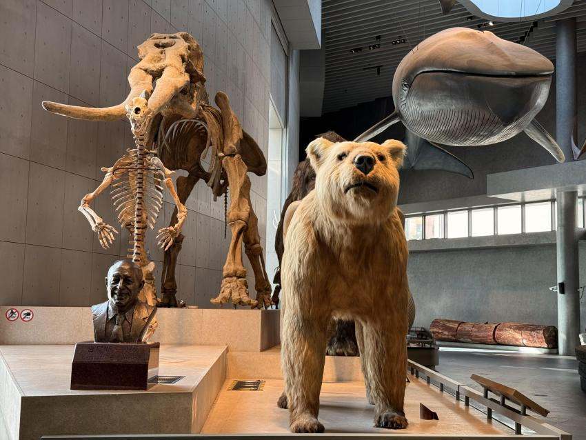 左:洞熊骨架,右:巨型短面熊模型 图片来源:作者拍摄
