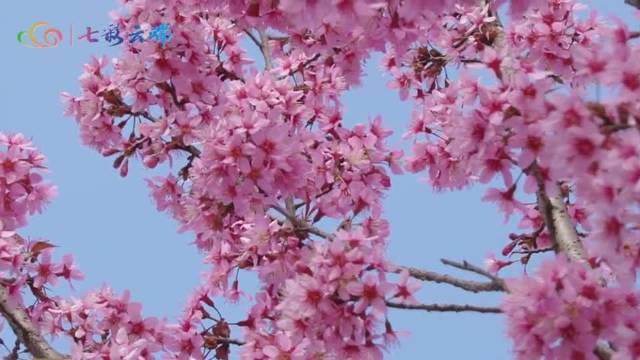 玉溪华宁冬樱盛开美好如期而至_新浪新闻