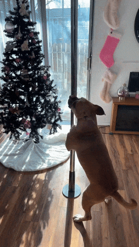 发现狗子学会跳钢管舞后,主人撒钱支持,这货跳得更起劲了