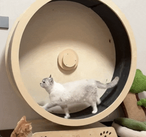 猫咪跑步屁眼松,带着干屎球在跑步机上蹦迪