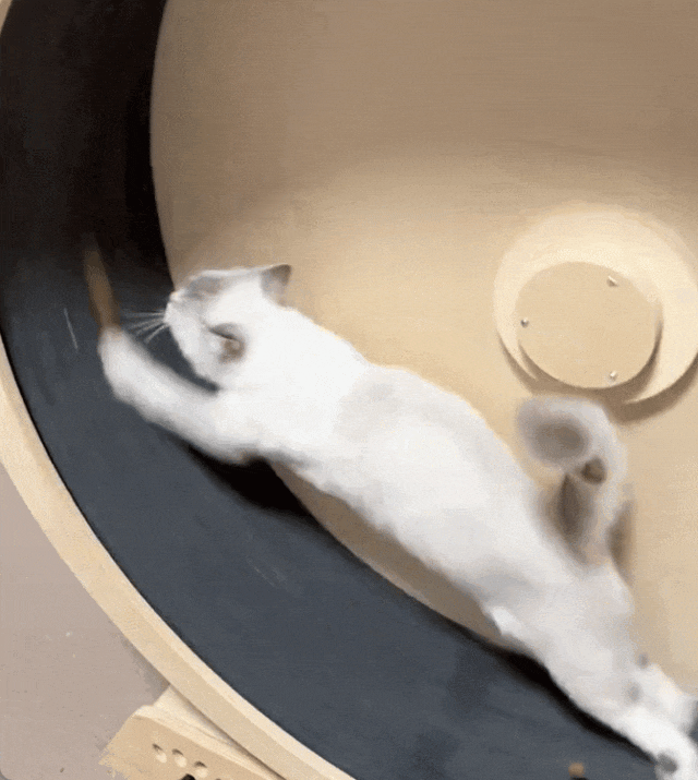 猫咪跑步屁眼松,带着干屎球在跑步机上蹦迪