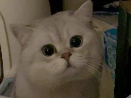 这种呆傻的孩子表情都一样 这是我的小猪猫|猫|猪_新浪新闻