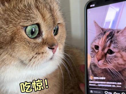 让波仔见一下它的网络搭子,真是让人惊讶…|猫_新浪新闻