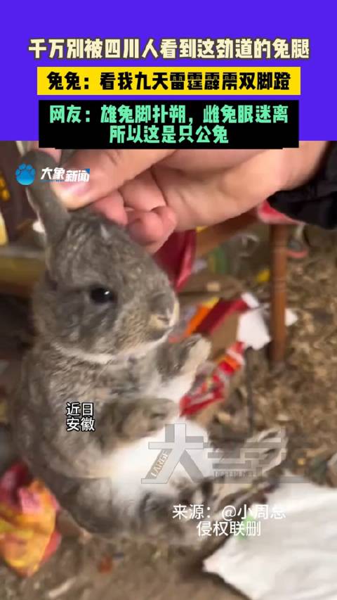 千万别被四川人看到这劲道的兔腿,兔兔:看我九天雷霆霹雳双脚蹬|兔子|雷霆_新浪新闻