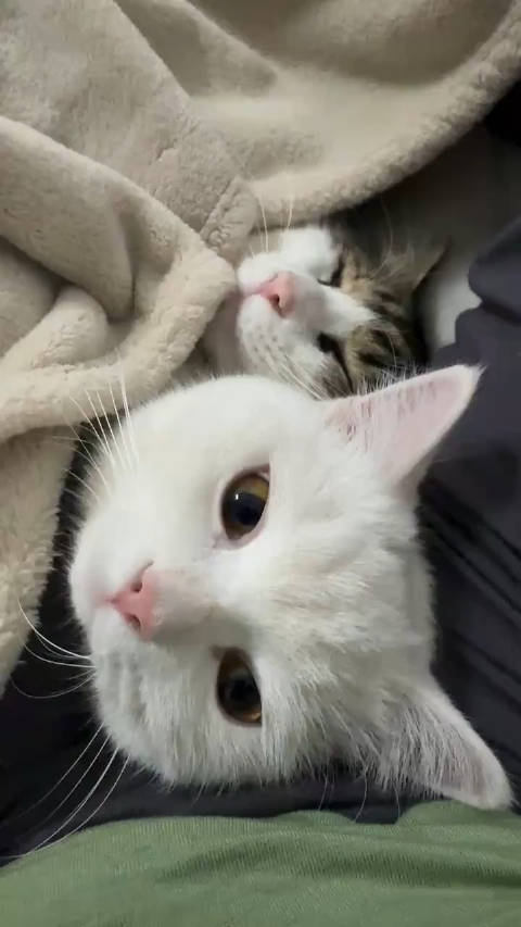 有些猫一下子就能看出谁是男猫,谁是女猫_新浪新闻