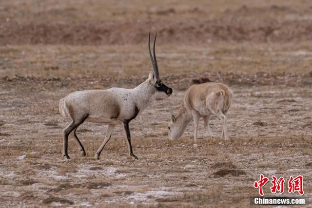 图为可可西里藏羚羊.贡嘎来松 摄