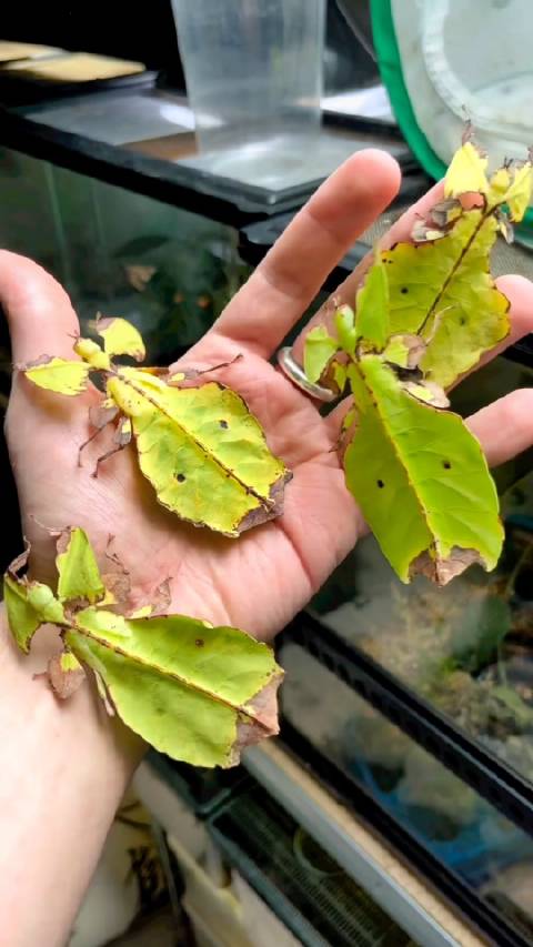 关于“叶樇”，竹节虫大家族的一员🍃 叶樇也被称为叶子虫…|叶䗛|昆虫|叶虫|树叶|雄性_新浪新闻