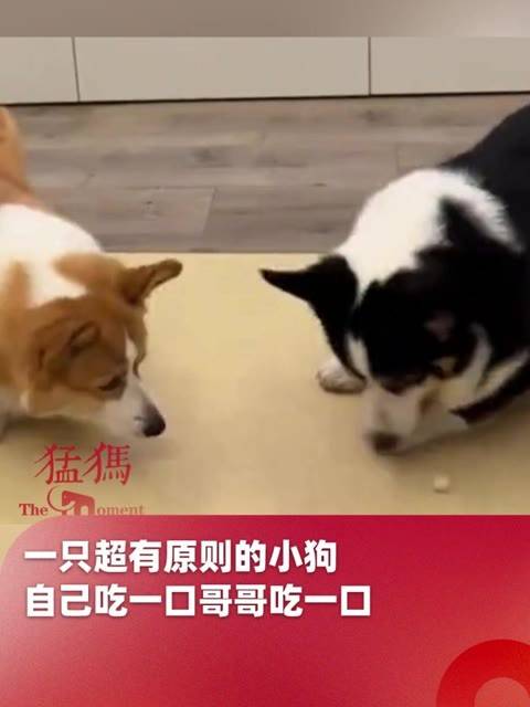 一只非常有原则的小狗,吃完一口肉干后就密切关注哥哥是否多吃…|狗_新浪新闻