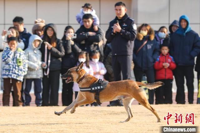 南京警犬训练基地图片