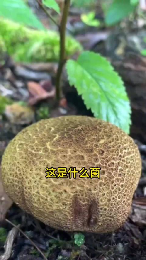 菌子合集来了,这些菌子你都认识吗? 今天看什么呢_新浪新闻