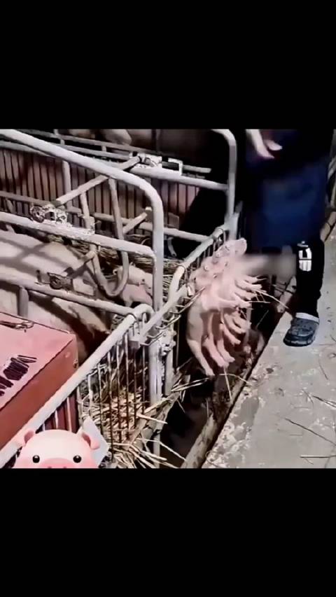 刚出生的小猪,整整齐齐的挂在栏杆上|猪|动物_新浪新闻