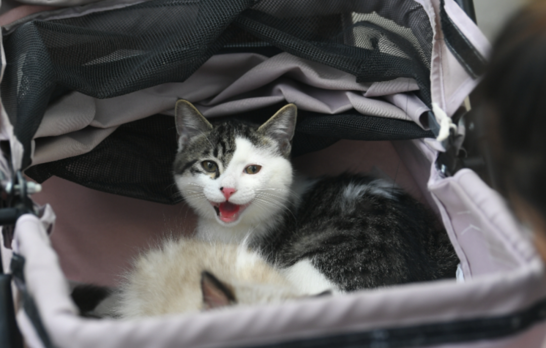 ▲名为&ldquo;免费领养&rdquo;，实为变相买卖宠物。新京报资料图