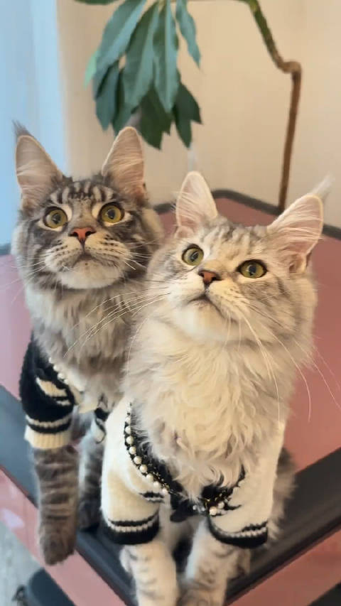 快看啊 这里有小猫会说话第一视角撸猫 新年又开始摸猫头了 缅因猫_新浪新闻