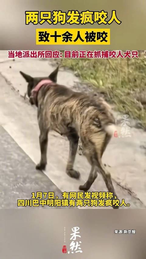 狂犬患处！四川两只疯狗咬伤十余人 正在紧急抓捕_新浪新闻
