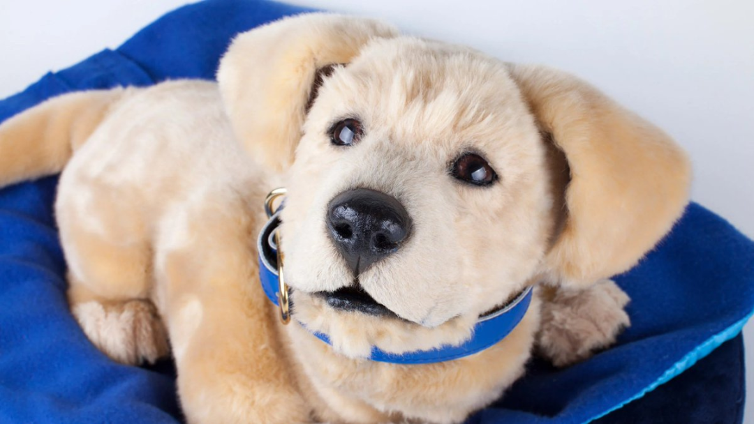 图丨 Jennie（来源：X）