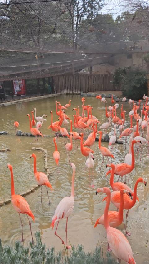 红鹤主要栖息在温暖而富有营养的湖泊和沼泽地之间…_新浪新闻