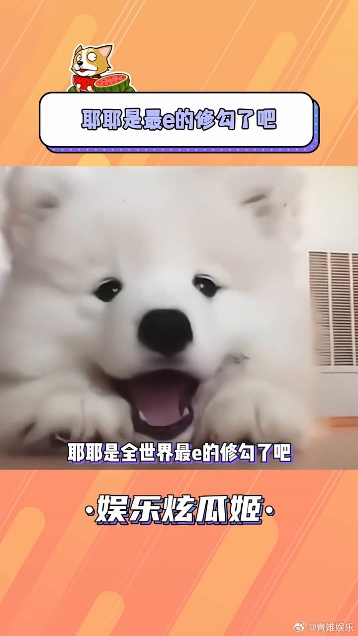 耶耶是世界上最的修勾了吧 狗狗日常|狗|萨摩耶_新浪新闻