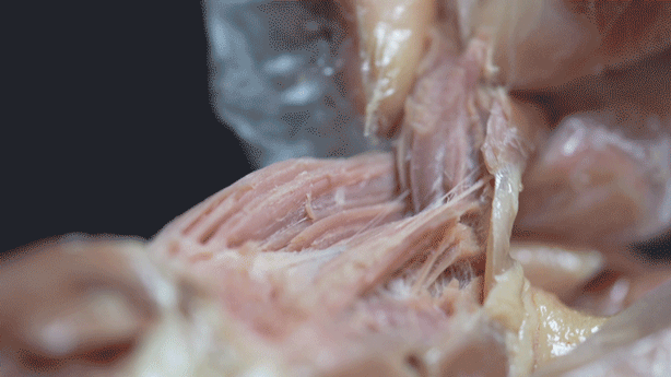 只有散养的麻鸭才有这种紧致的肉感