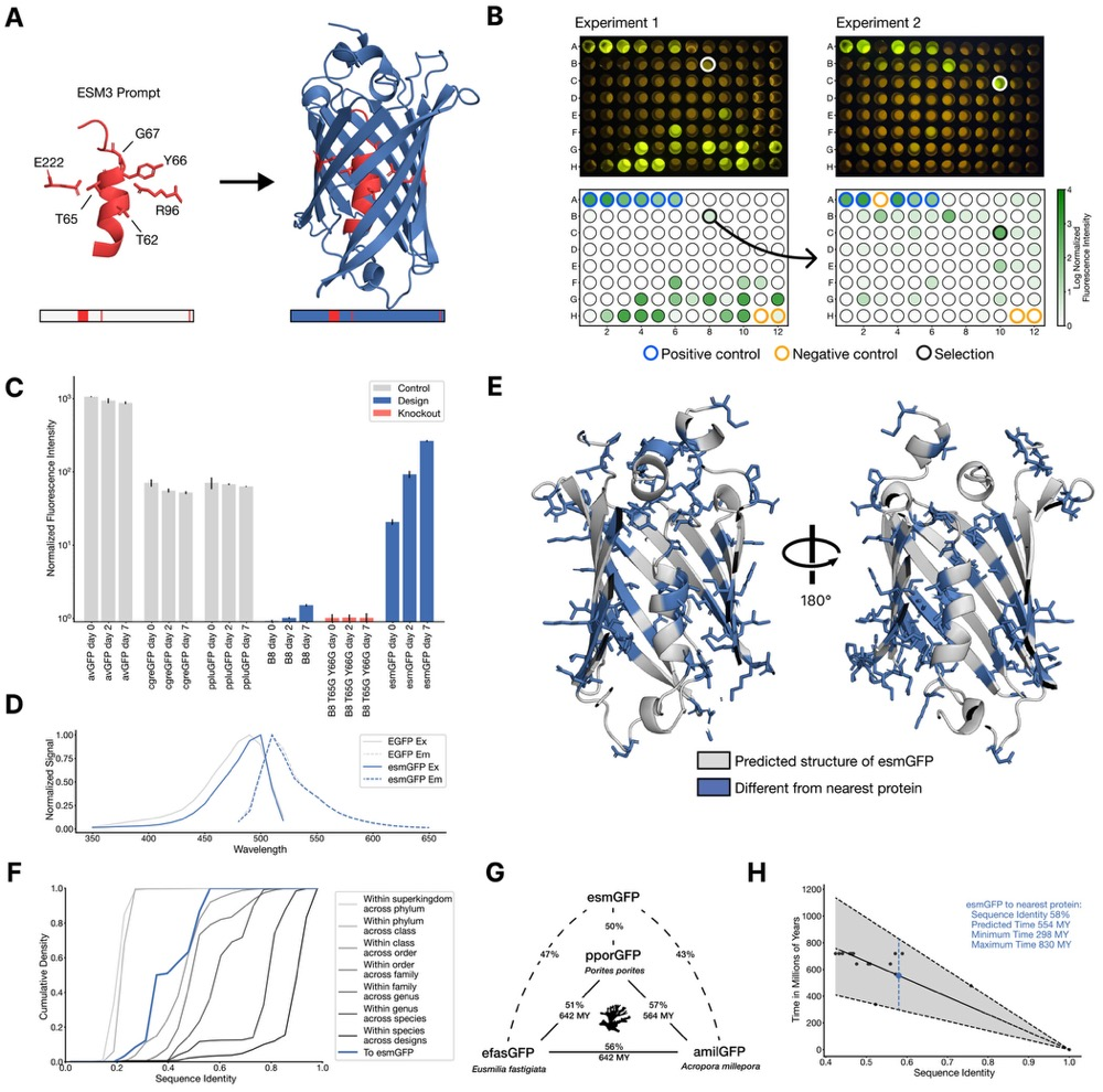 图丨 利用思维链生成远距离荧光蛋白（来源：Science）