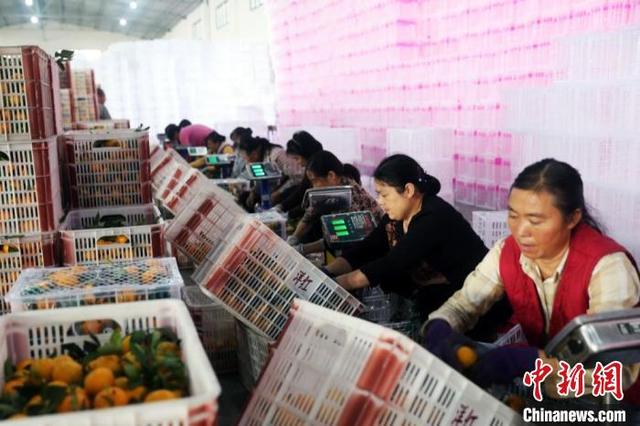 繁忙的宜昌蜜桔鲜果包装车间。(资料图)刘一鸣 摄