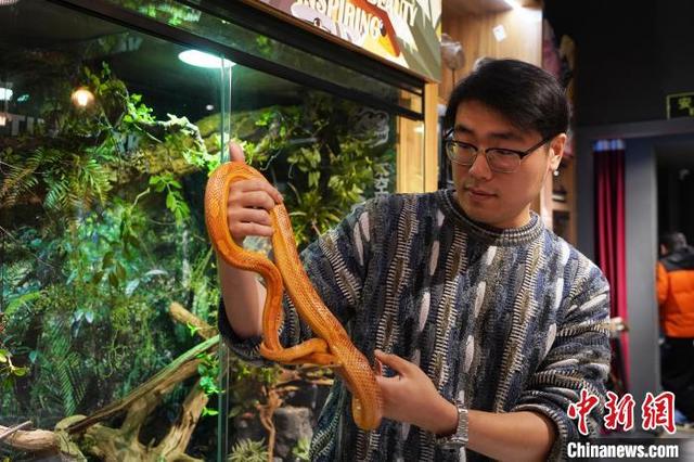 图为某爬行动物博物馆品牌的创始人石宇奇展示爬宠。张杨彬 摄