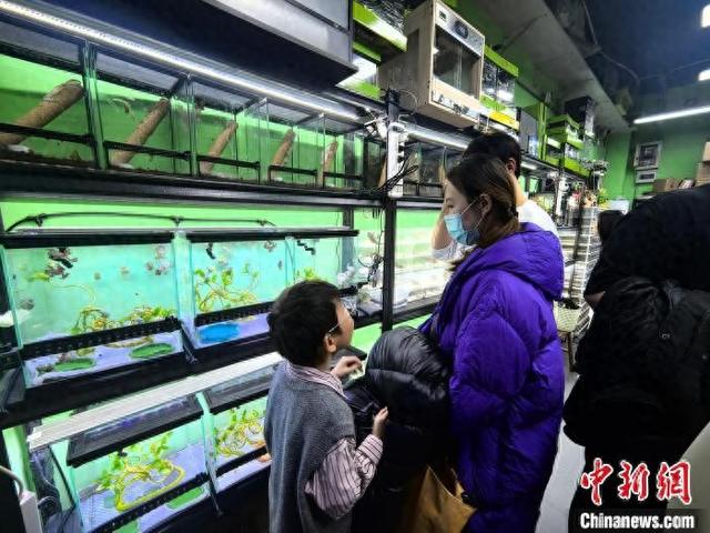 春节将至，北京十里河雅园国际的花鸟市场内热闹非凡，有家长带孩子选购爬宠。张杨彬 摄
