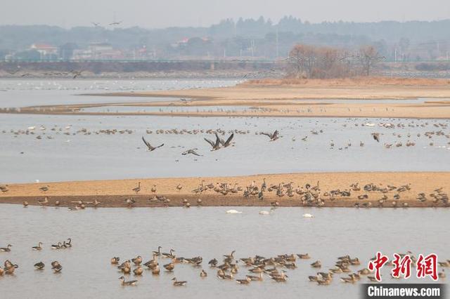 江西南昌上池湖:越冬候鸟翔集 人与自然和谐相处_新浪财经_新浪网