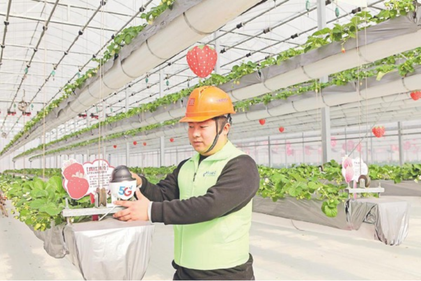 图为草莓园里，中国电信工作人员正在调试设备