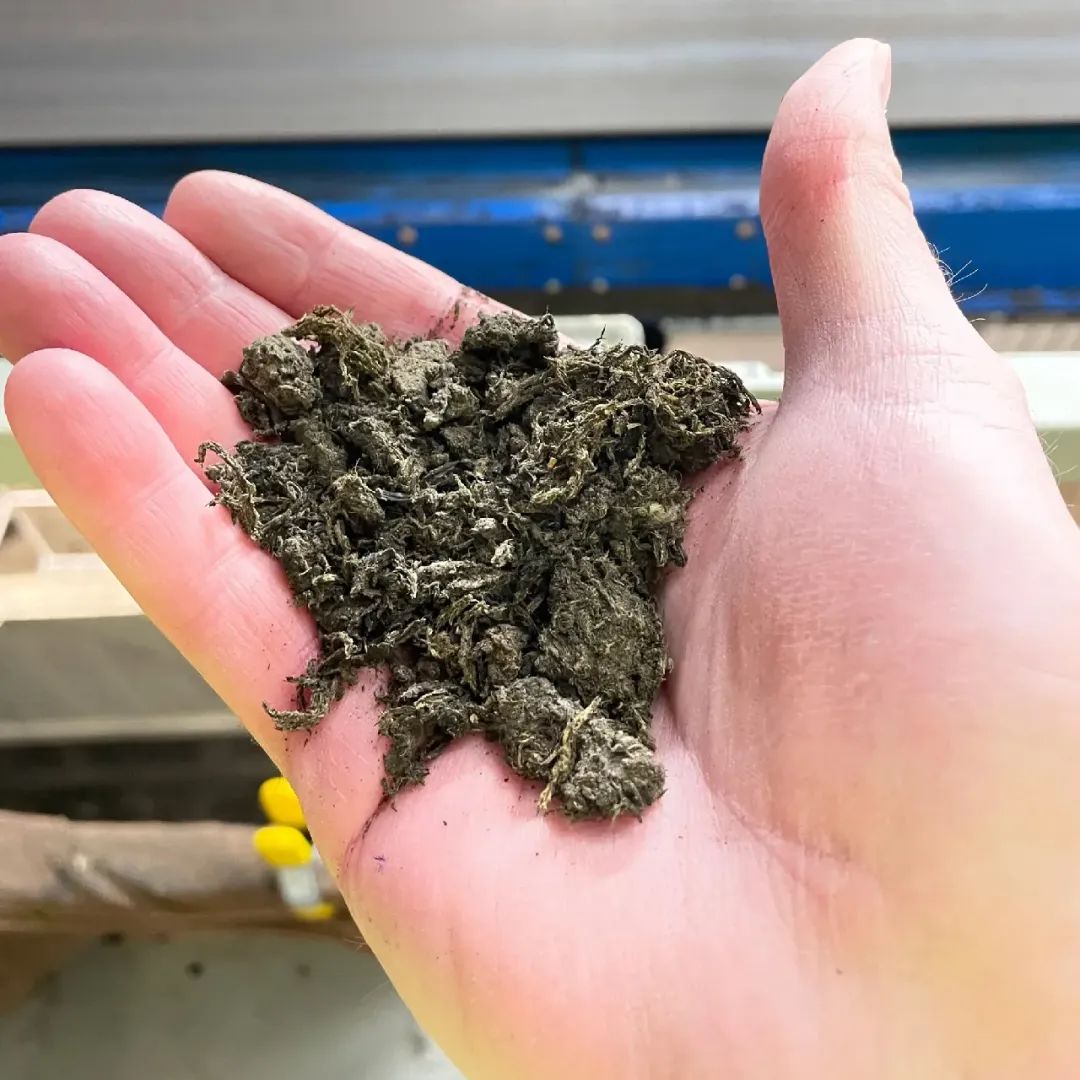 图｜一小部分正被转化为干燥肥料的废料样本（来源：MIT Technology Review）