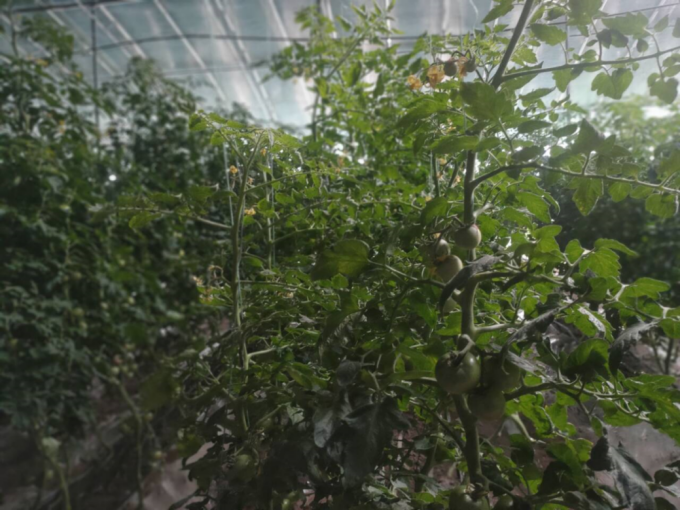 图为共富大棚内西红柿挂满绿果上市在即。