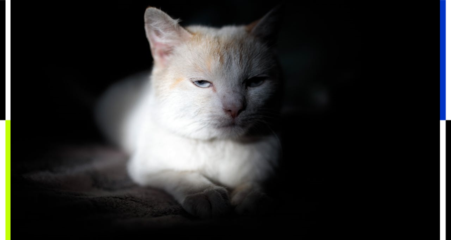 免费领养小猫，把年轻人坑惨了_https://www.izongheng.net_快讯_第1张