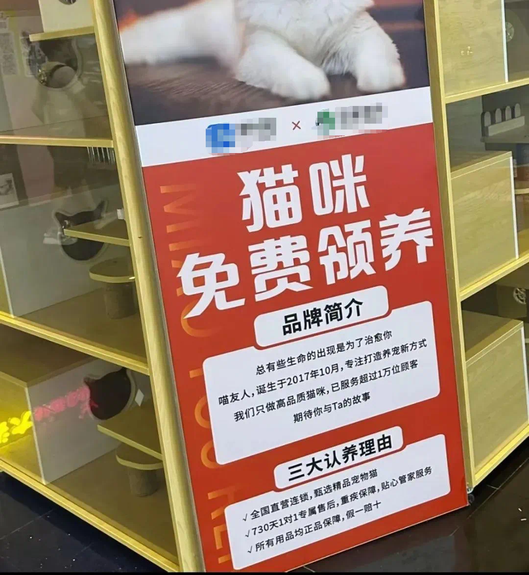 免费领养小猫，把年轻人坑惨了_https://www.izongheng.net_快讯_第7张