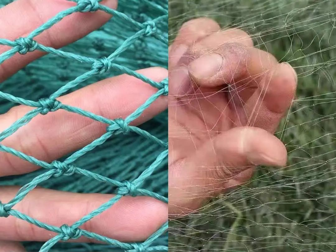 村民私设捕鸟网致多只保护鸟类死亡,猎捕工具在网上热卖