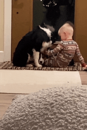 阿富汗猎犬从背后拥抱主人，楚楚可怜的模样萌化无数网友：快回头看看它！