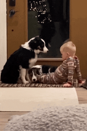 阿富汗猎犬从背后拥抱主人，楚楚可怜的模样萌化无数网友：快回头看看它！