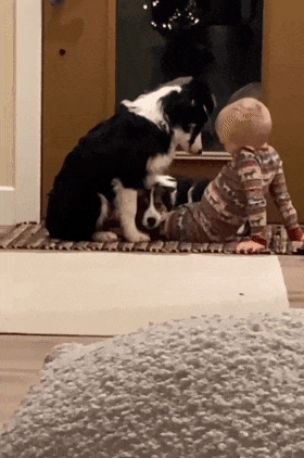 阿富汗猎犬从背后拥抱主人，楚楚可怜的模样萌化无数网友：快回头看看它！