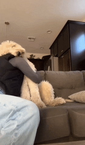 阿富汗猎犬从背后拥抱主人，楚楚可怜的模样萌化无数网友：快回头看看它！