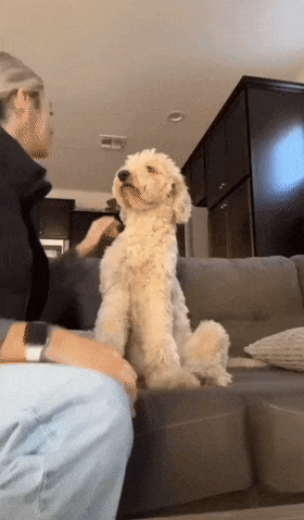 阿富汗猎犬从背后拥抱主人，楚楚可怜的模样萌化无数网友：快回头看看它！