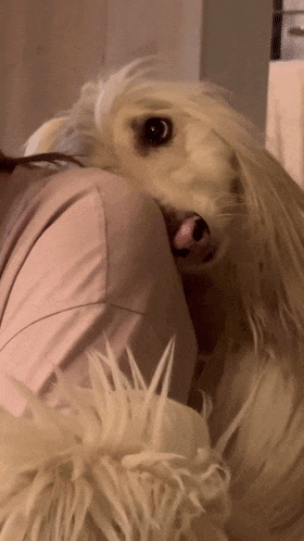 阿富汗猎犬从背后拥抱主人，楚楚可怜的模样萌化无数网友：快回头看看它！