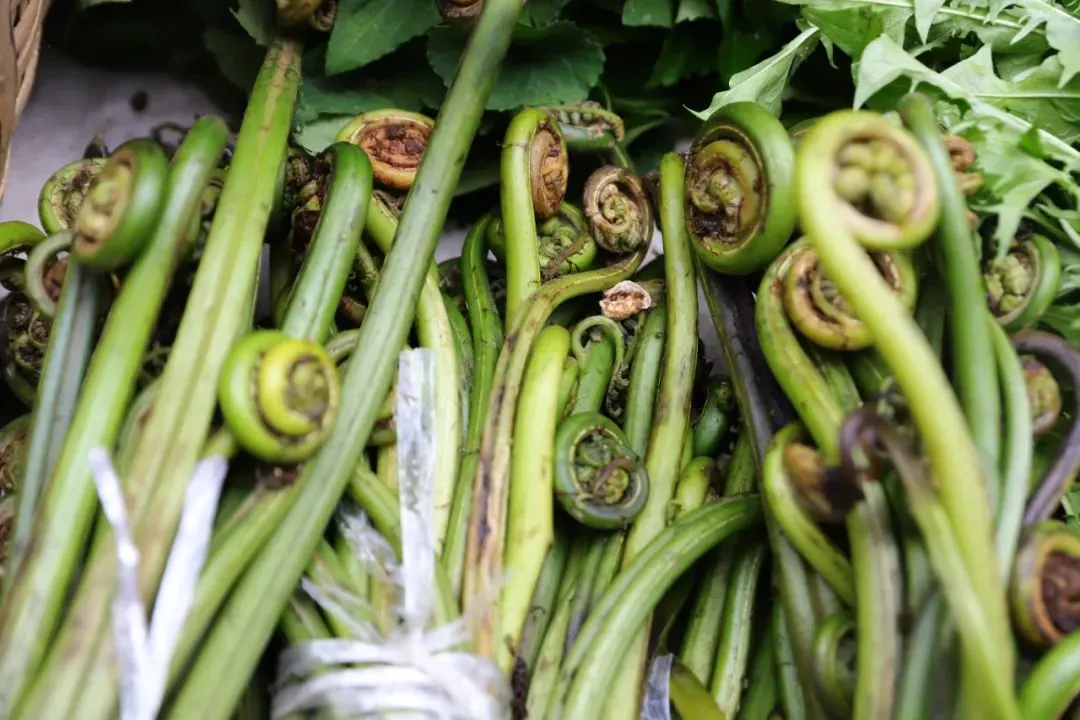 蕨菜 图源：“保山新闻网”微信公众号