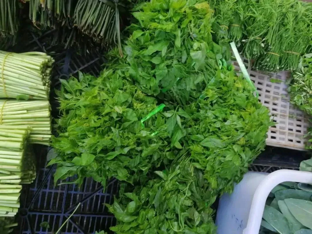 刺五加 楚雄州委宣传部 供图